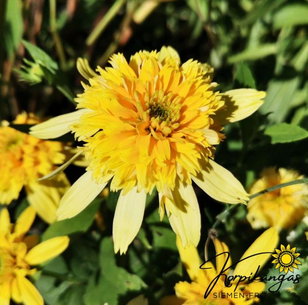 Punahattu, pikkutaimi